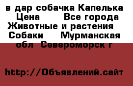 в дар собачка Капелька › Цена ­ 1 - Все города Животные и растения » Собаки   . Мурманская обл.,Североморск г.